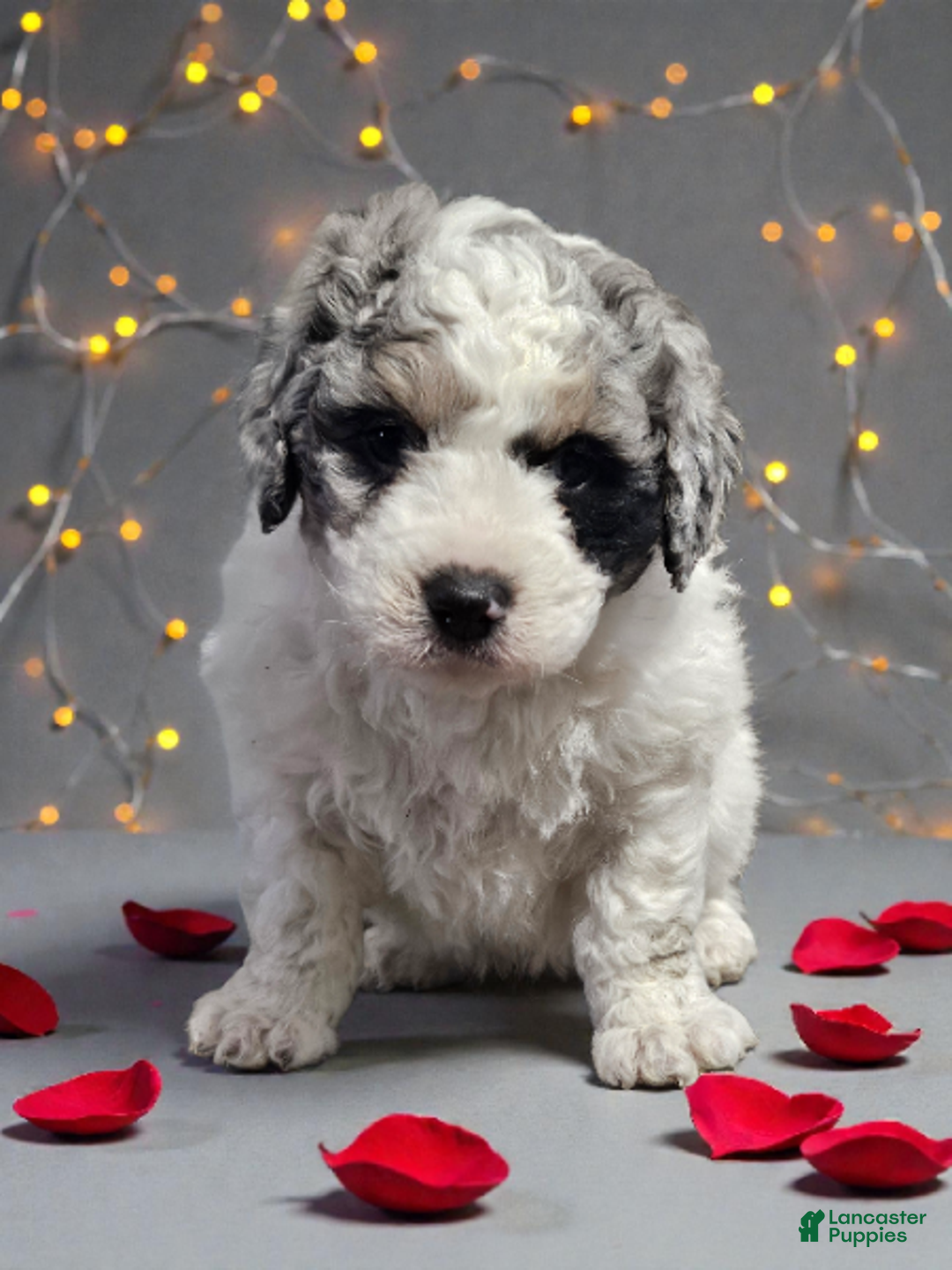Mini Bernedoodle dogs for sale: Baxter - Ad 1
