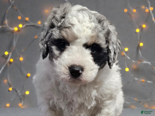 Mini Bernedoodle dogs Baxter - Ad 11