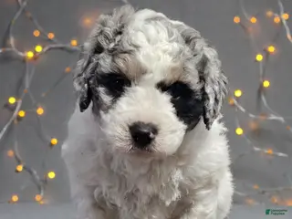 Mini Bernedoodle dogs Baxter - Ad 8