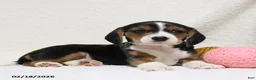 Beagle dogs for sale: Nigel - Ad 6