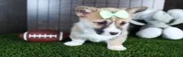 Welsh Corgi Pembroke dogs for sale: Ripley - Ad 14