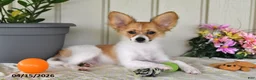 Papillon dogs for sale: Dylan - Ad 3