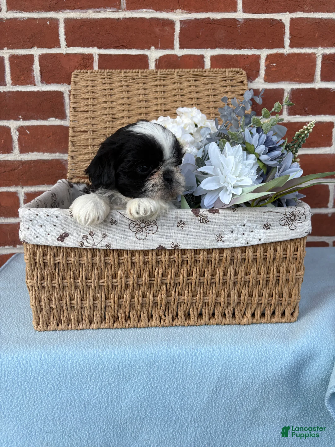 Shih Tzu dogs for sale: Winston  - Ad 8