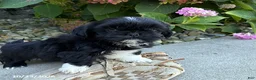 Shih Tzu dogs for sale: Kai - Ad 3
