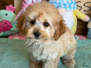 Cockapoo dogs Trixie - Ad 33