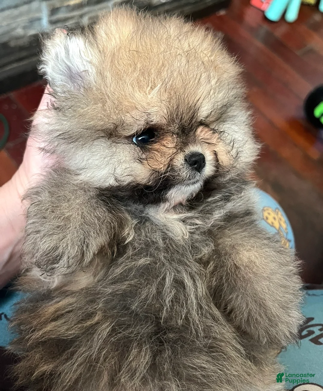 Pomeranian dogs for sale: Pomeranian Puppy 3 - Ad 1