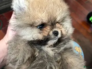 Pomeranian dogs for sale: Pomeranian Puppy 3 - Ad 1