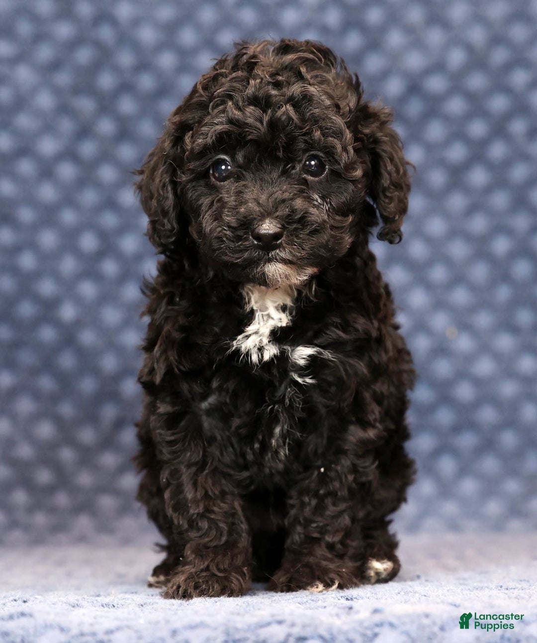 Miniature Poodle dogs for sale: Freeman - Ad 2