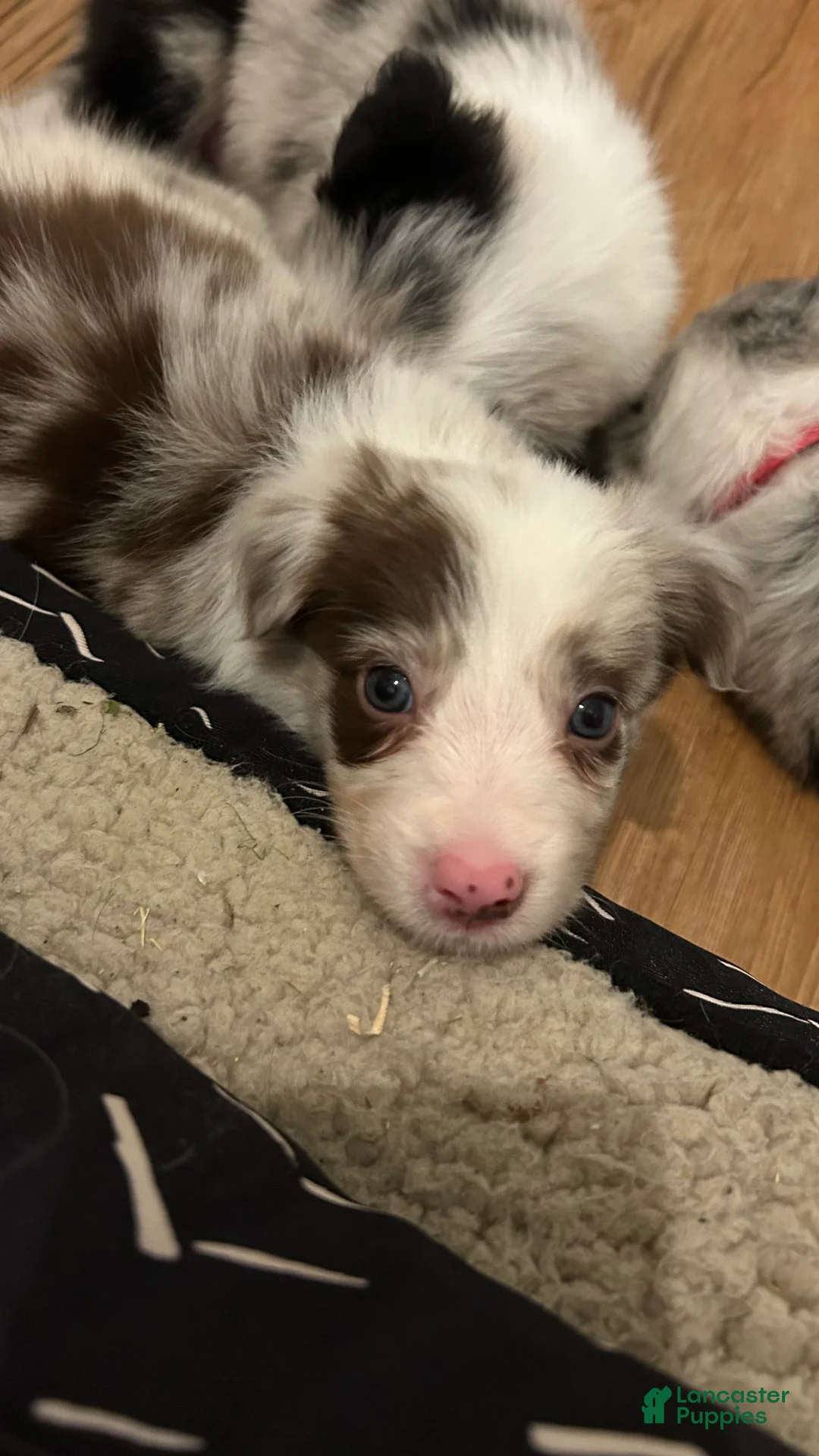Border Collie dogs for sale: Mark Lowry - Ad 2