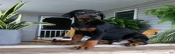 Doberman Pinscher dogs for sale: Wyatt - Ad 4