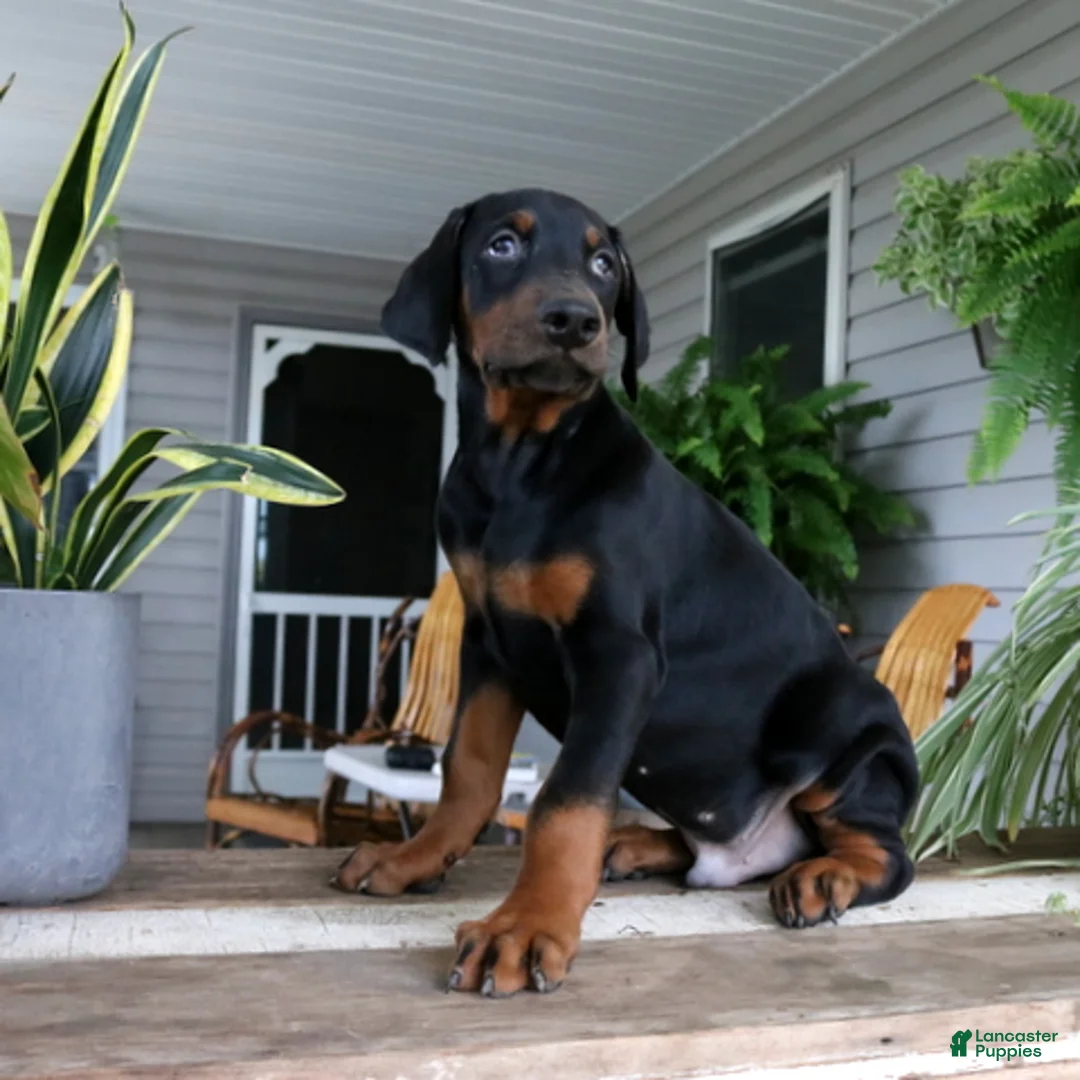 Doberman Pinscher dogs for sale: Wyatt - Ad 4