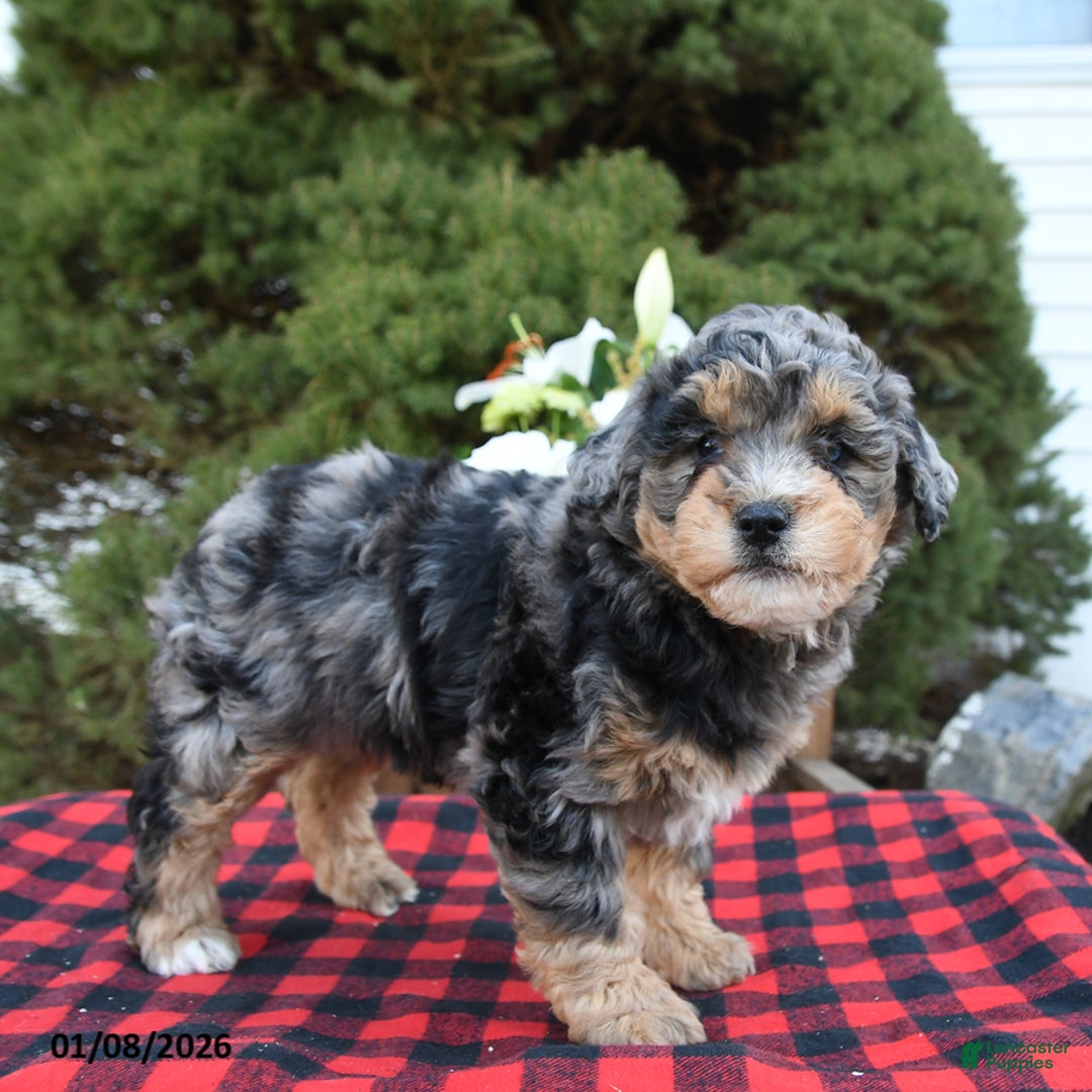Mini Bernedoodle dogs for sale: Suzy - Ad 5