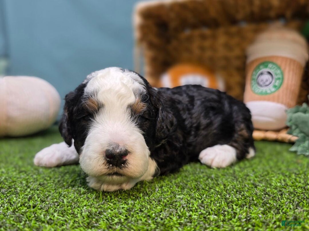 Mini Bernedoodle dogs for sale: Scout - Ad 1