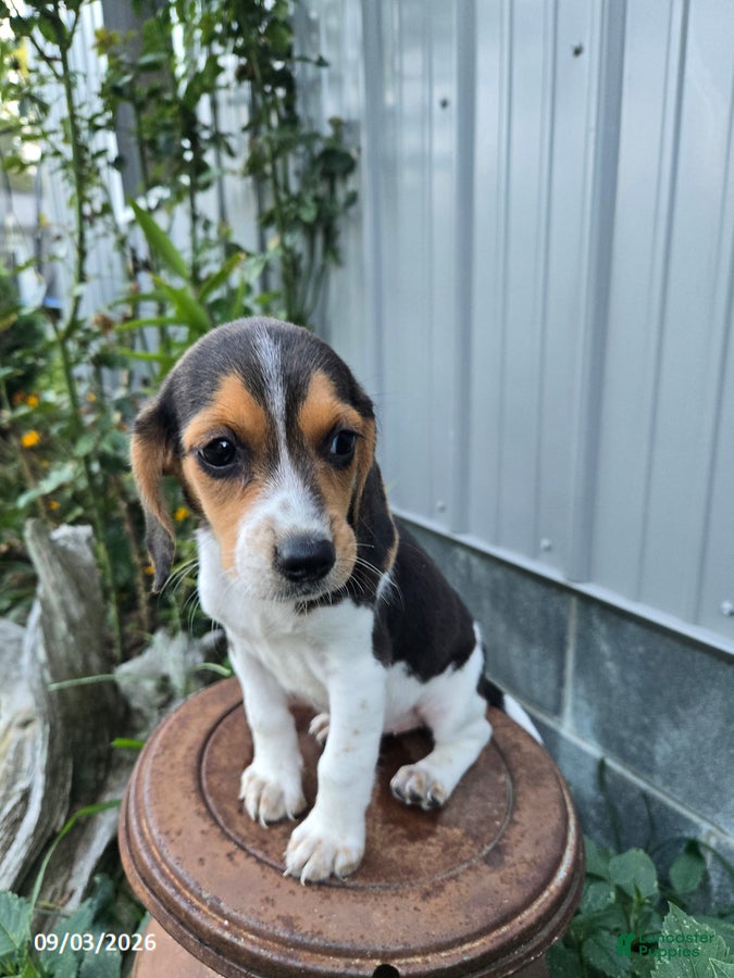 Beagle dogs Bonnie - Ad 2