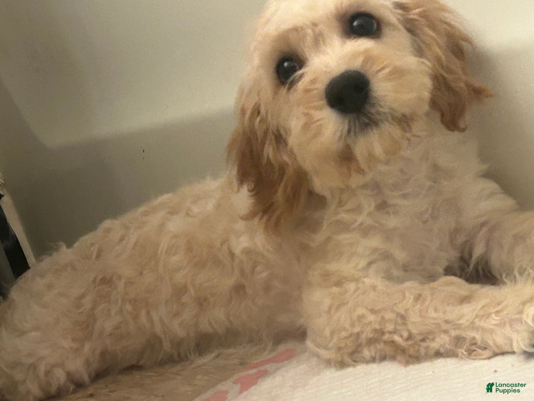 Mixed Breed dogs for sale: Mixed Breed Puppy 1 - Ad 1