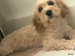 Mixed Breed dogs Mixed Breed Puppy 1 - Ad 27