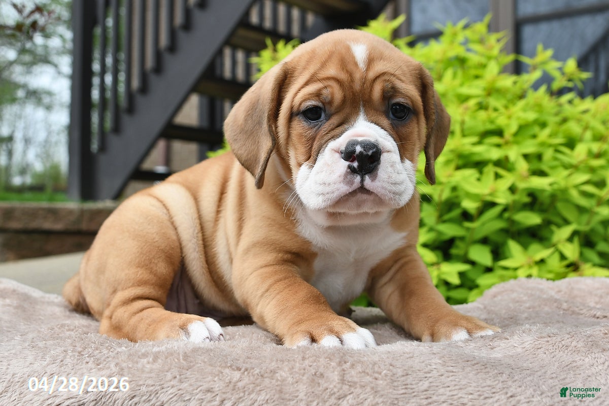 Beabull dogs Mallory - Ad 1