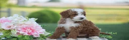 Mini Goldendoodle dogs for sale: Russell (F1B) - Ad 4