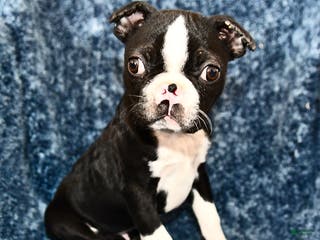 Boston Terrier dogs Cody - Ad 32