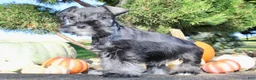 Miniature Schnauzer dogs for sale: Eddie Male AKC Mini Schnauzer - Ad 6