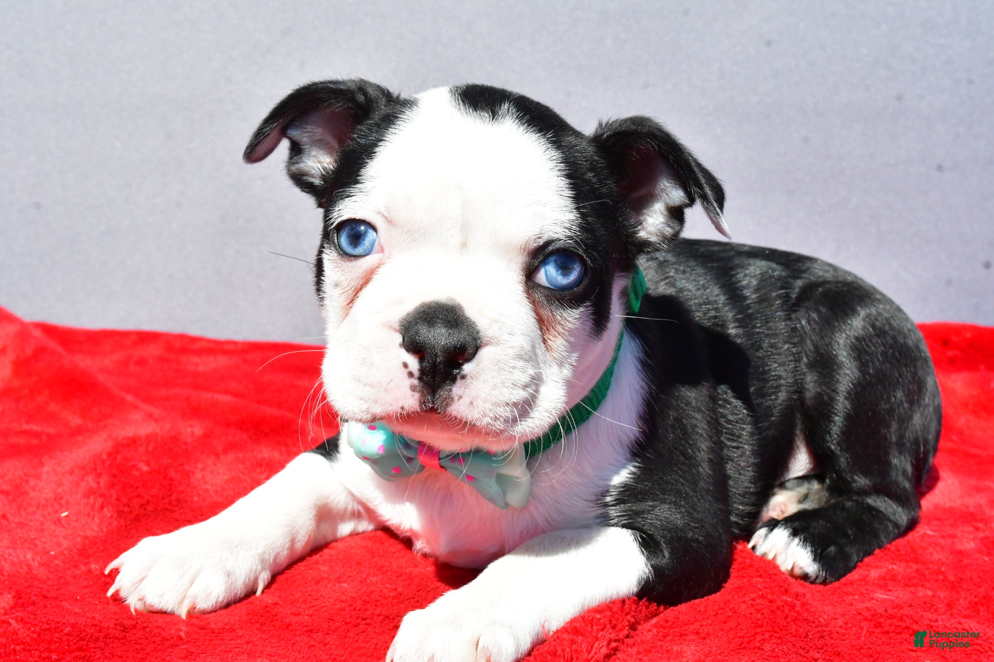 Boston Terrier dogs Tate - Ad 2