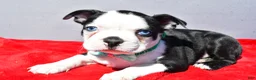 Boston Terrier dogs for sale: Tate - Ad 2