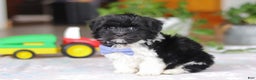 Havanese dogs for sale: Zach - Ad 6