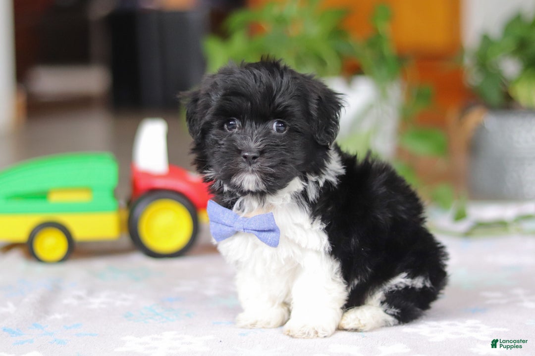 Havanese dogs for sale: Zach - Ad 6