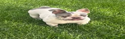 French Bulldog dogs for sale: Nikita - Ad 8