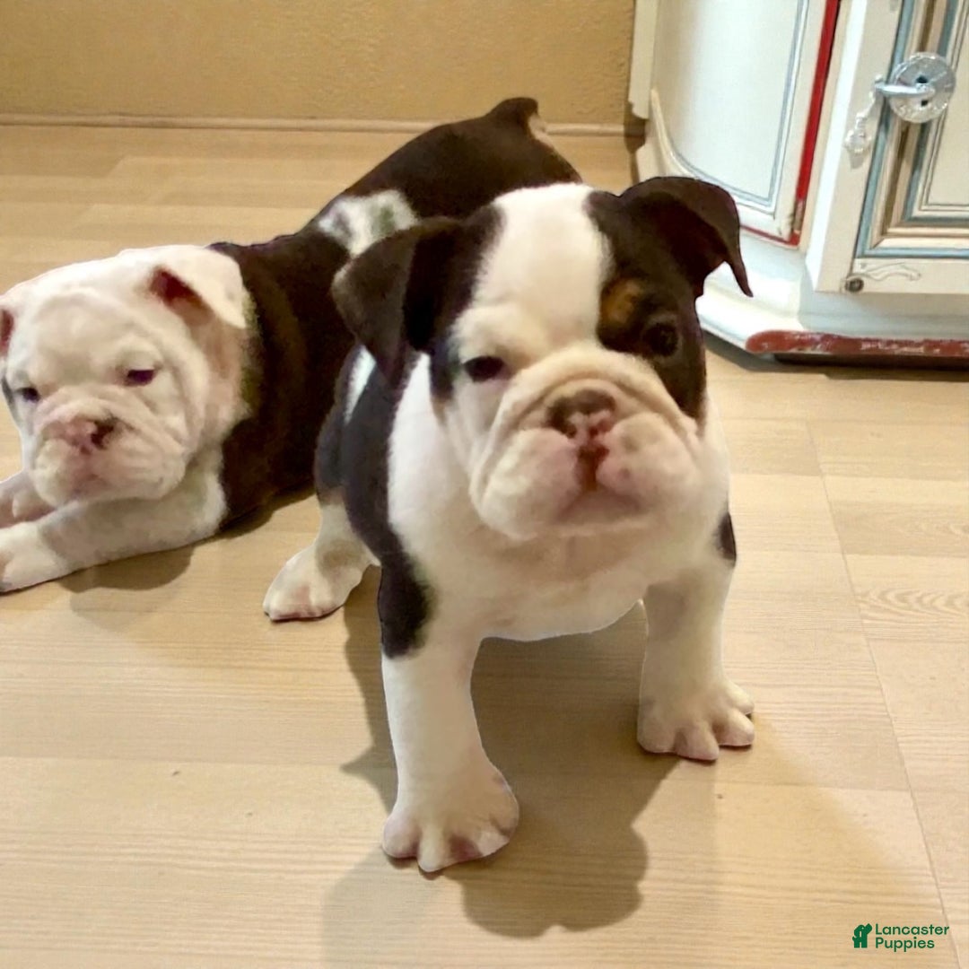 English Bulldog dogs for sale: Bubba - Ad 5