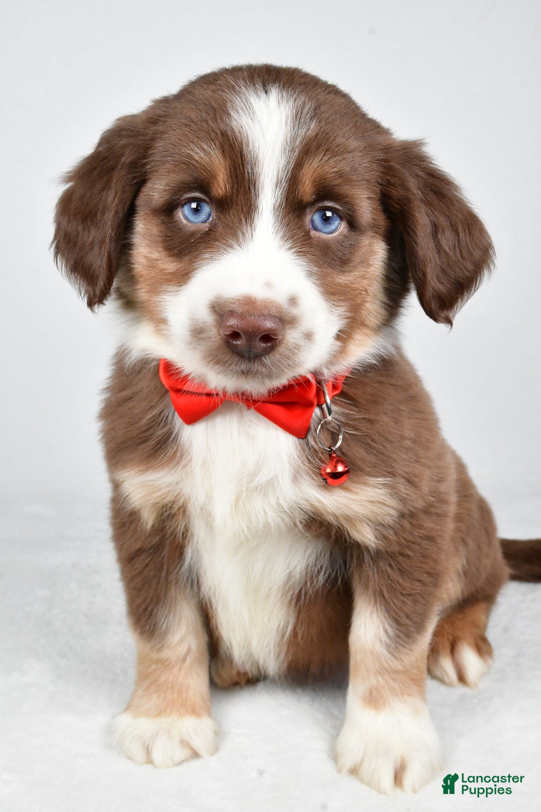 Miniature Australian Shepherd dogs for sale: Ronny - Ad 1