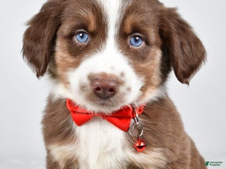 Miniature Australian Shepherd dogs Ronny - Ad 12