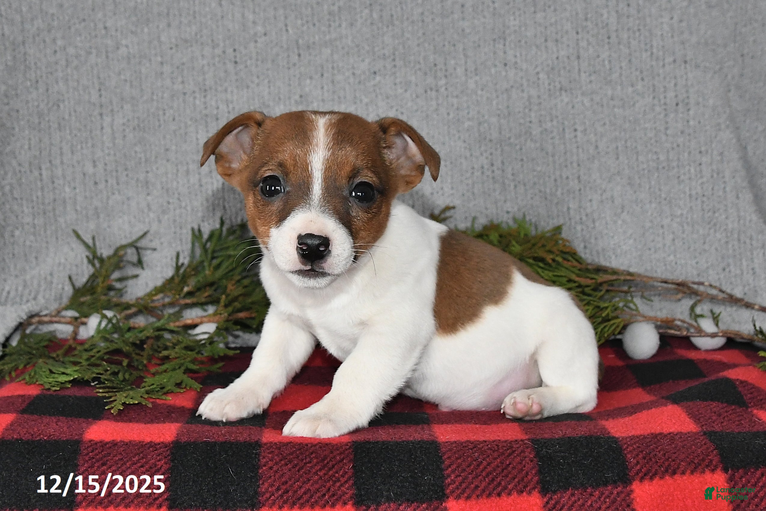 Jack Russell Terrier dogs Nicholas - Ad 30