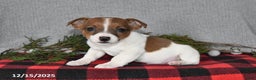 Jack Russell Terrier dogs for sale: Nicholas - Ad 1