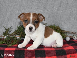 Jack Russell Terrier dogs Nicholas - Ad 29