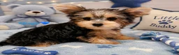 Yorkshire Terrier dogs for sale: Yorkshire Terrier Puppy 1 - Ad 4