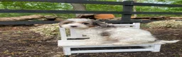 Bernedoodle dogs for sale: Franky - Ad 4