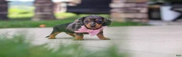 Miniature Dachshund dogs for sale: Agnes - Ad 11