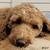 Goldendoodle dogs Goldendoodle Puppy 2 - Ad 2