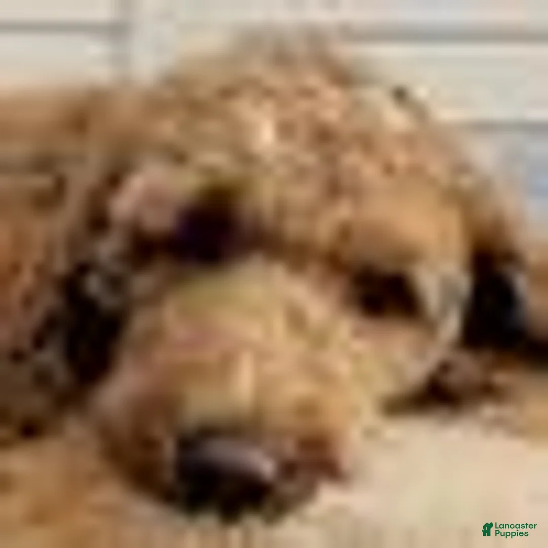 Goldendoodle dogs for sale: Goldendoodle Puppy 5 - Ad 2