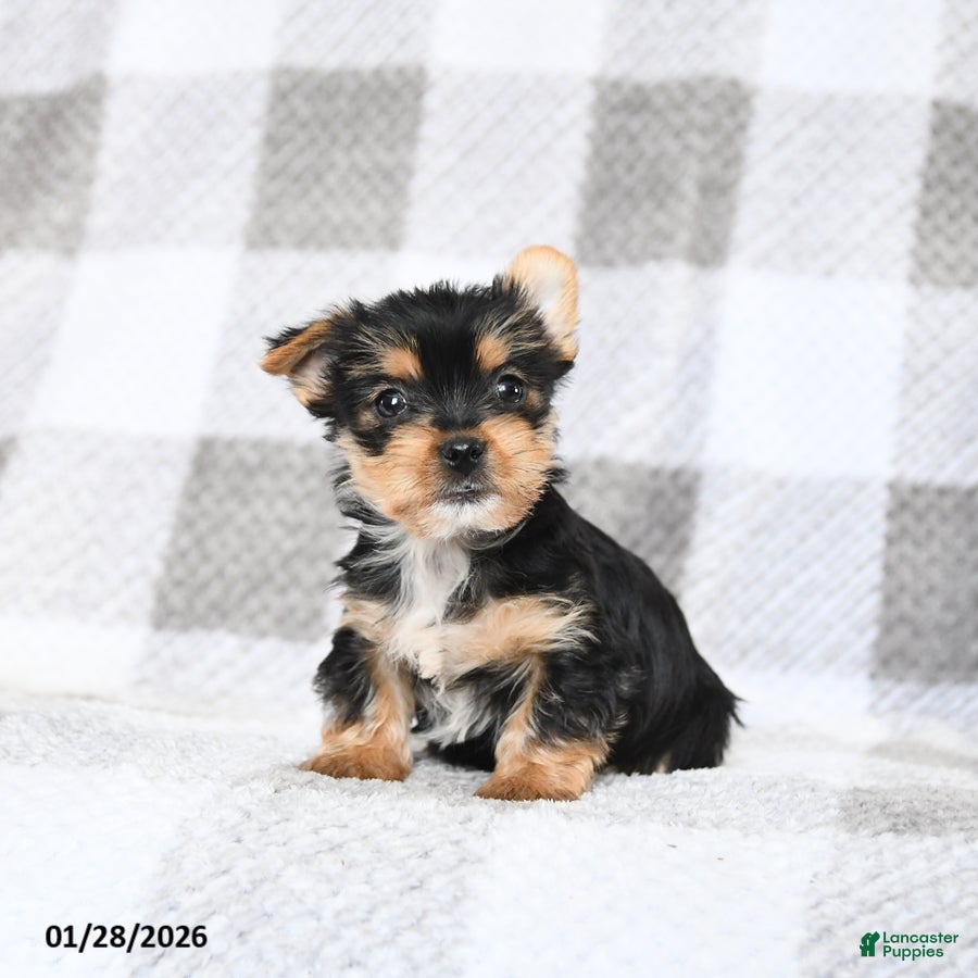 Yorkshire Terrier dogs Baxter - Ad 2