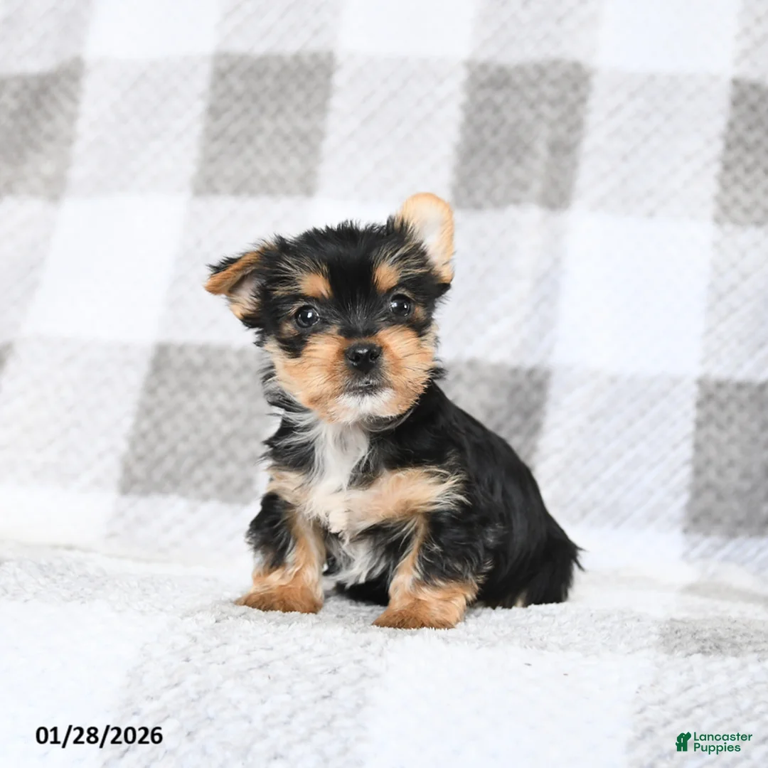 Yorkshire Terrier dogs for sale: Baxter - Ad 2