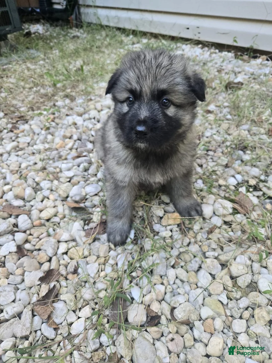 German Shepherd dogs for sale: Zoro - Ad 3