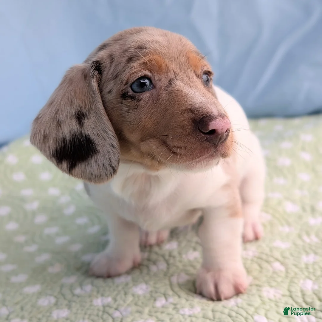 Miniature Dachshund dogs for sale: Cookie - Ad 9