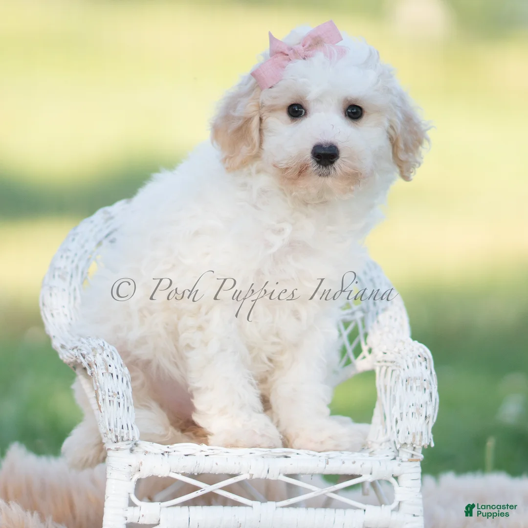 Mini Goldendoodle dogs for sale: nixie - Ad 2
