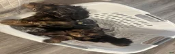 Yorkshire Terrier dogs for sale: Hemico - Ad 5