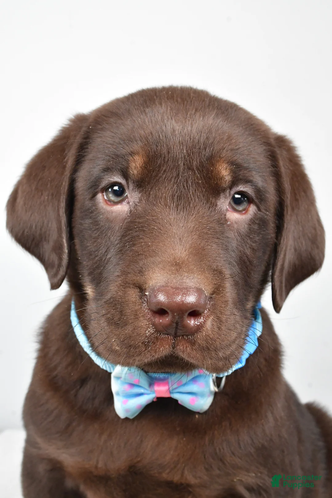 Labrador Retriever dogs for sale: Mac - Ad 7