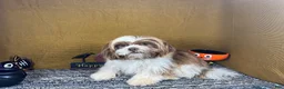 Shih Tzu dogs for sale: Shih Tzu 2 - Ad 2