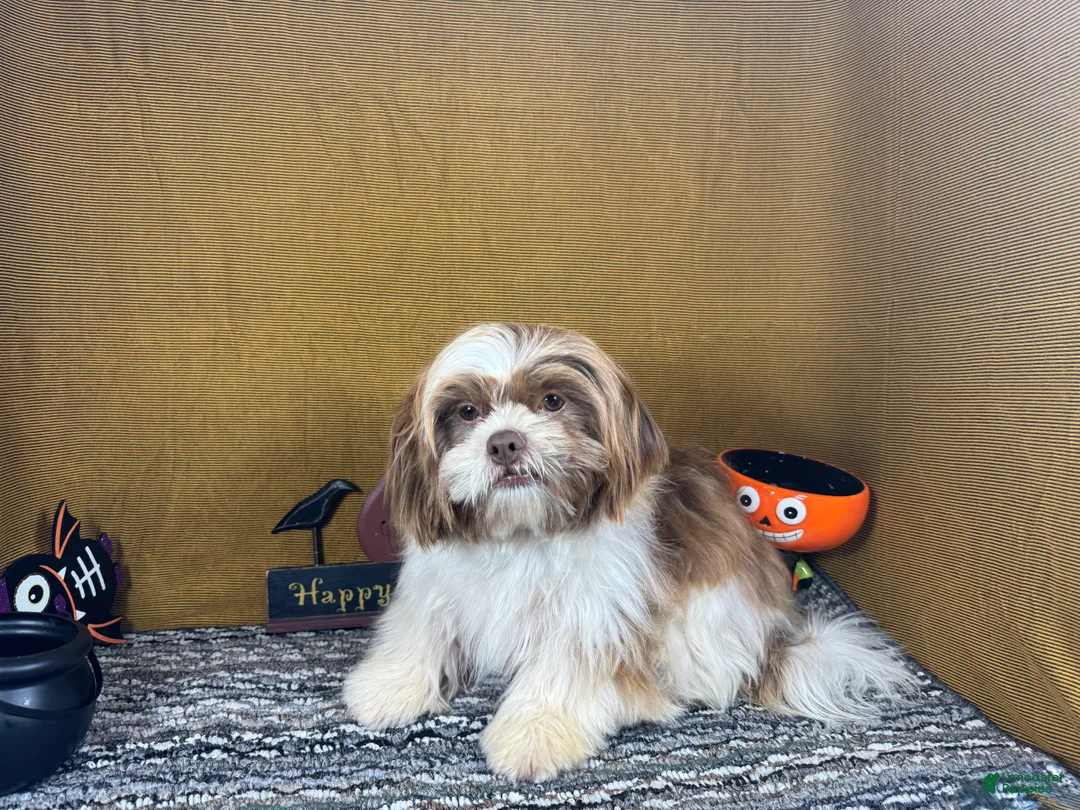 Shih Tzu dogs for sale: Shih Tzu 2 - Ad 2