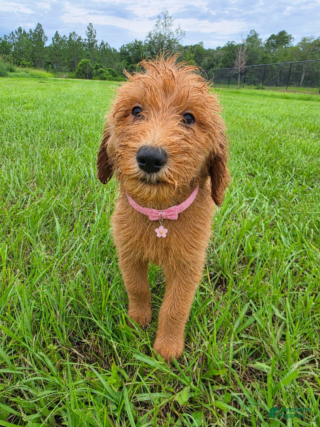 Goldendoodle dogs for sale: Sunny - Ad 2
